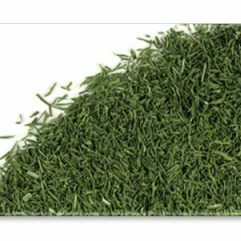 Dill is great for use in salad dressings or when grilling chicken or fish.
Toxicology :
Antibacterial activity against Staphylococcus aureus
Antimicrobial activity against Saccharomyces cerevisiae
Regulates Blood Sugar – Reduces Cholesterol
High in Disease-Fighting Antioxidants -May Reduce Bone Loss
Relieves Muscle Pain